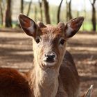 Ich schau dir in die Augen, Kleines!