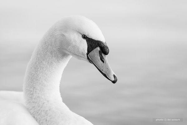 Ich schau dir in die Augen, Kleines!