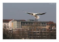 Natur Wasservögel