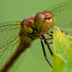 ich schaue dir in die Augen