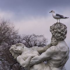 "Ich scheiß auf den Barock" - Möve im Herrenhäuser Garten/Hannover