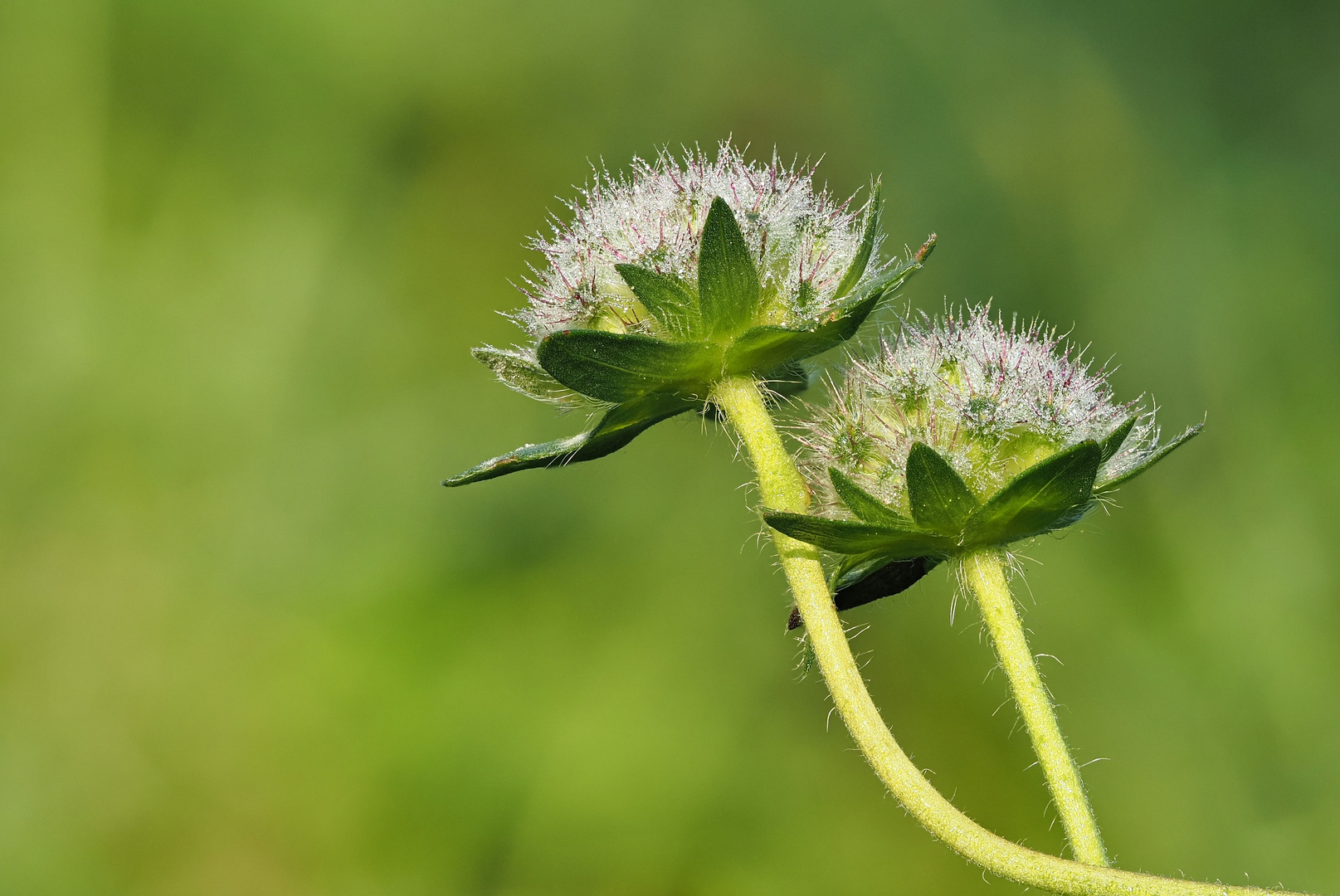 Ich schenk auch auch noch zwei Blümchen zum heutigen Tag