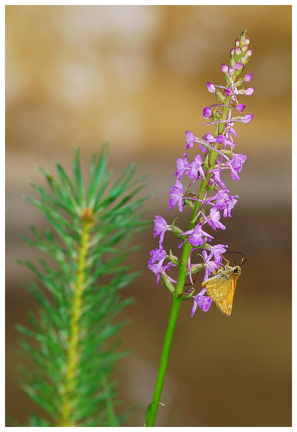 Ich schenk dir eine Orchidee ...