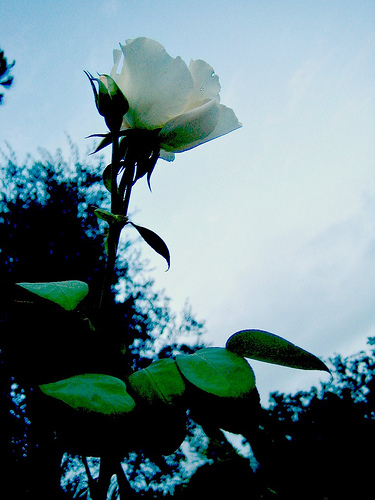 ich schenk dir eine Rose ohne Gefühl.