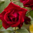 Ich schenke Dir die schönste rote Rose für diese Liebe