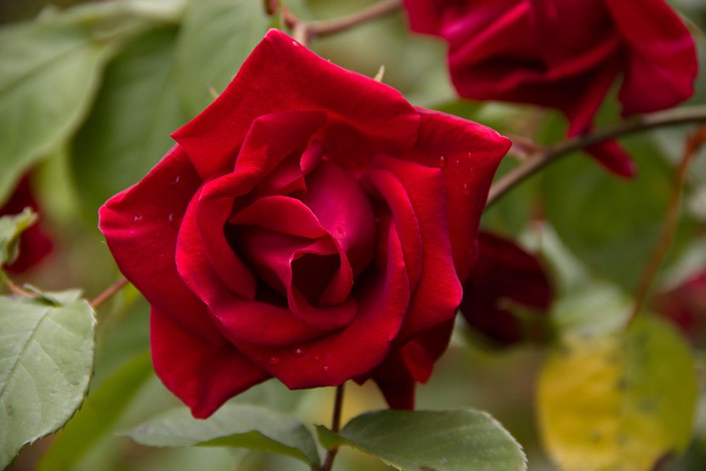 Ich schenke Dir die schönste rote Rose für diese Liebe