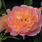 Ich schenke euch eine Rose aus unserem Garten 