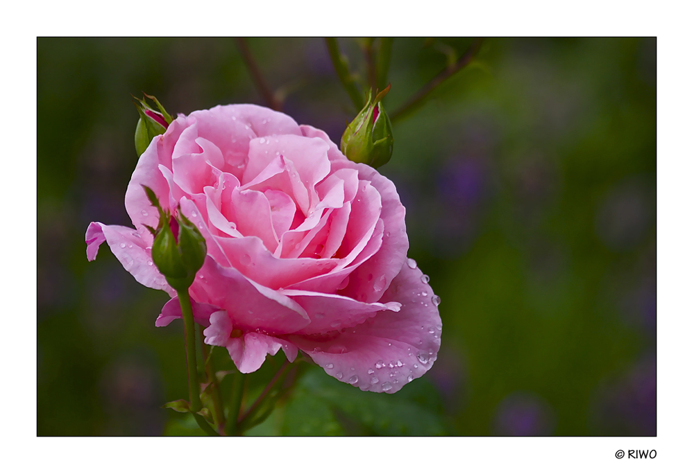 Ich schenke Euch eine Rose aus unserem Garten..............