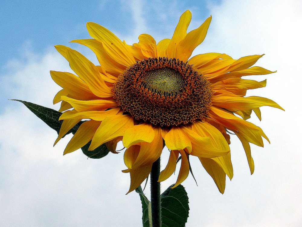 Ich schenke euch eine Sonnenblume