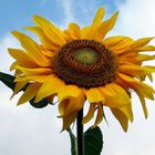 Ich schenke euch eine Sonnenblume