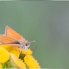 Ich schicke Dir einen Schmetterling aus dem Teufelsmoor