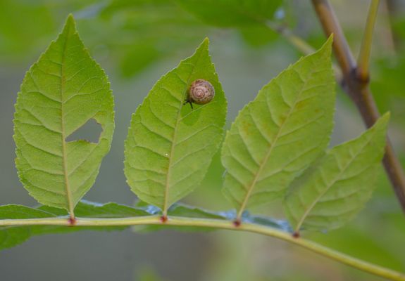 Ich schicke noch ein Schneckchen rüber :0)