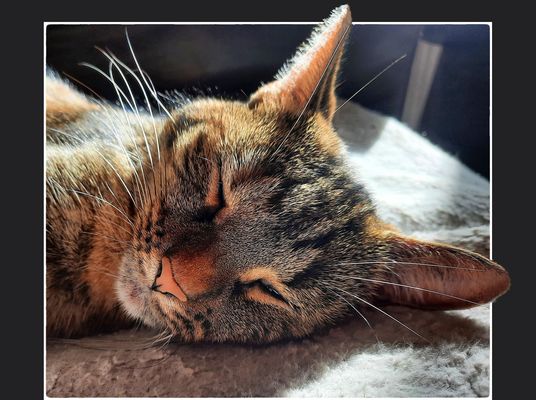 ich schlafe nicht,,, wirklich