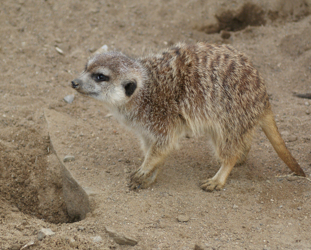 Ich schleiche mich davon