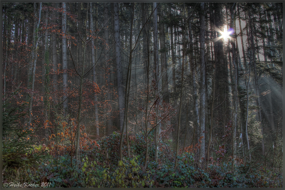 ich schlüpf mal durch den Nebel..................