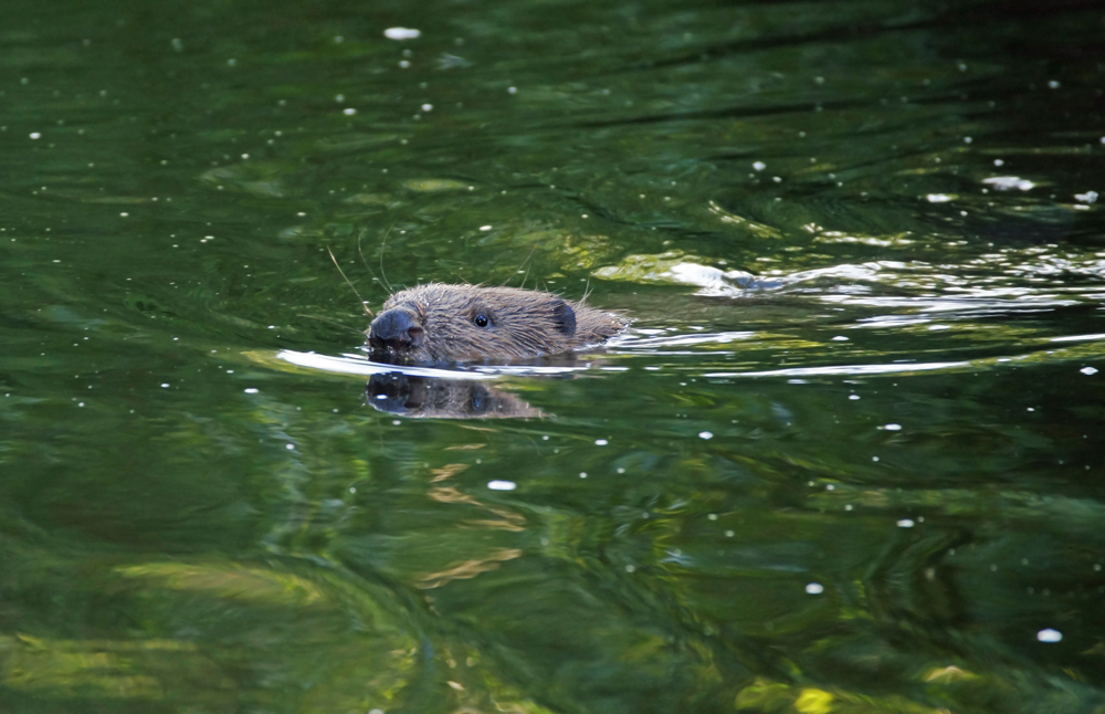 Ich schwimm' dann mal weiter...