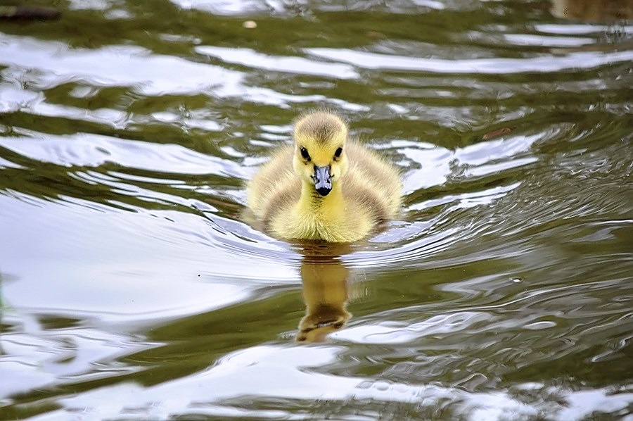 Ich schwimm euch einfach um !!!