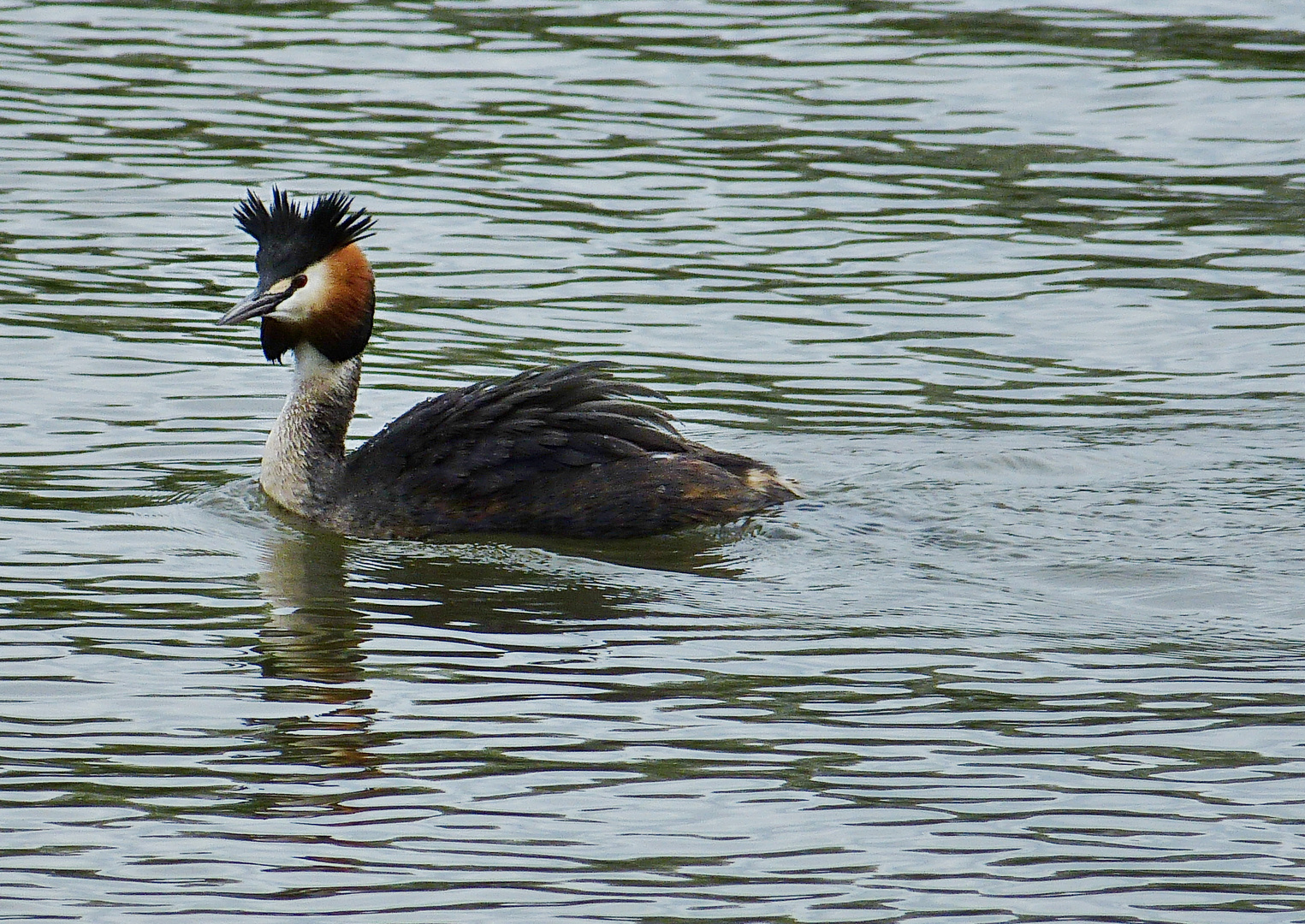 Ich schwimm schon mal in den Mittwoch