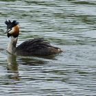 Ich schwimm schon mal in den Mittwoch