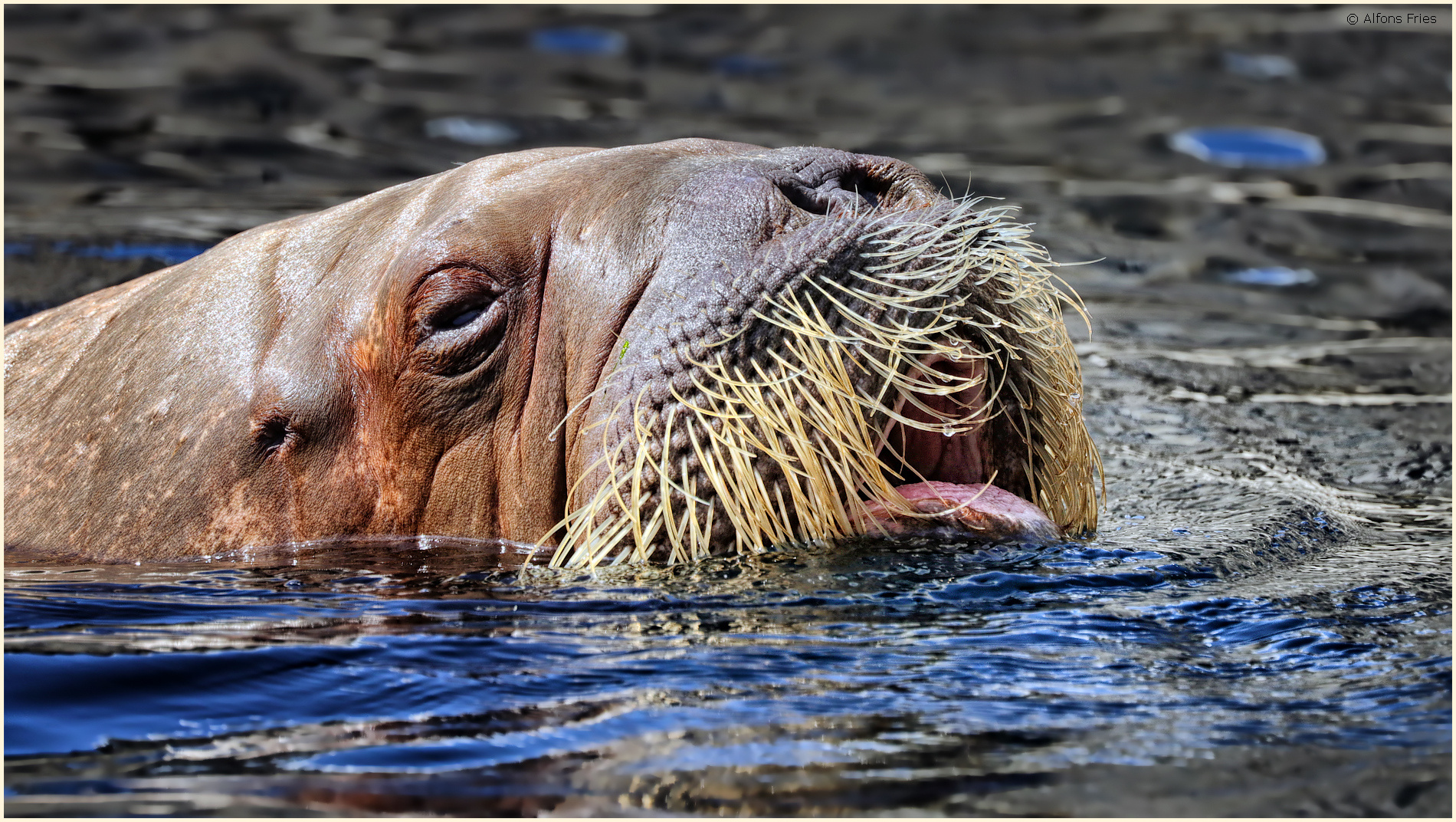 Ich schwimme, also bin ich ...