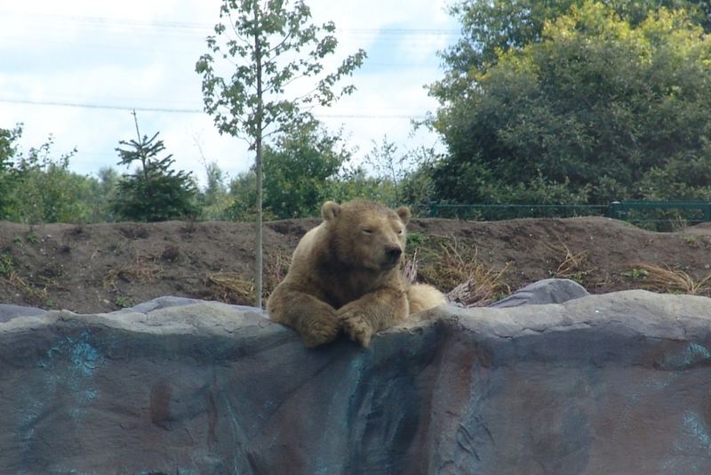 Ich schwöre, ich bin ein Eisbär