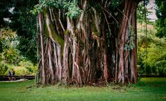 Ich seh den Baum vor lauter Bäume nicht