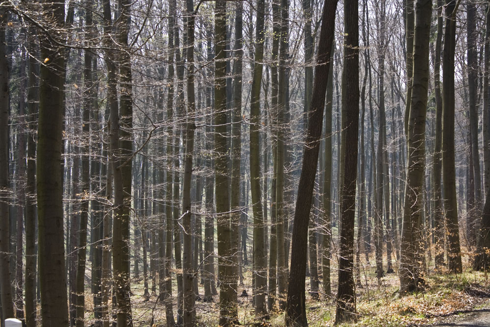 Ich seh den Wald...