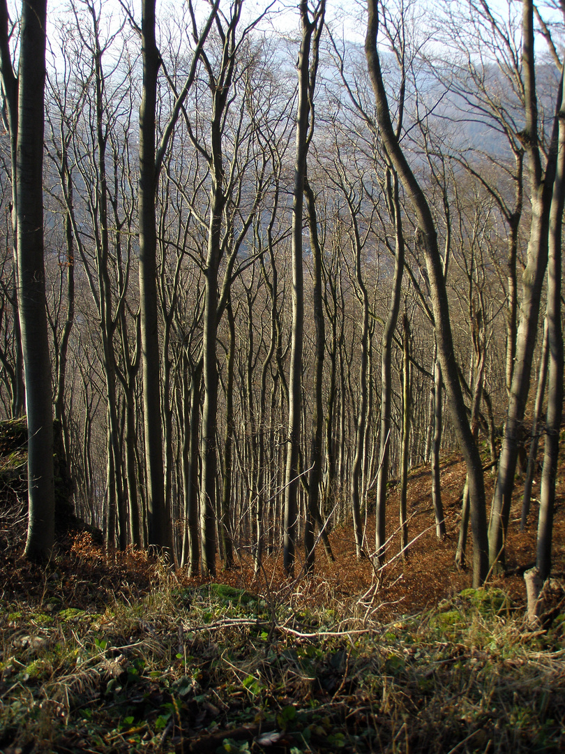 Ich seh den Wald vor lauter Bäumen nicht