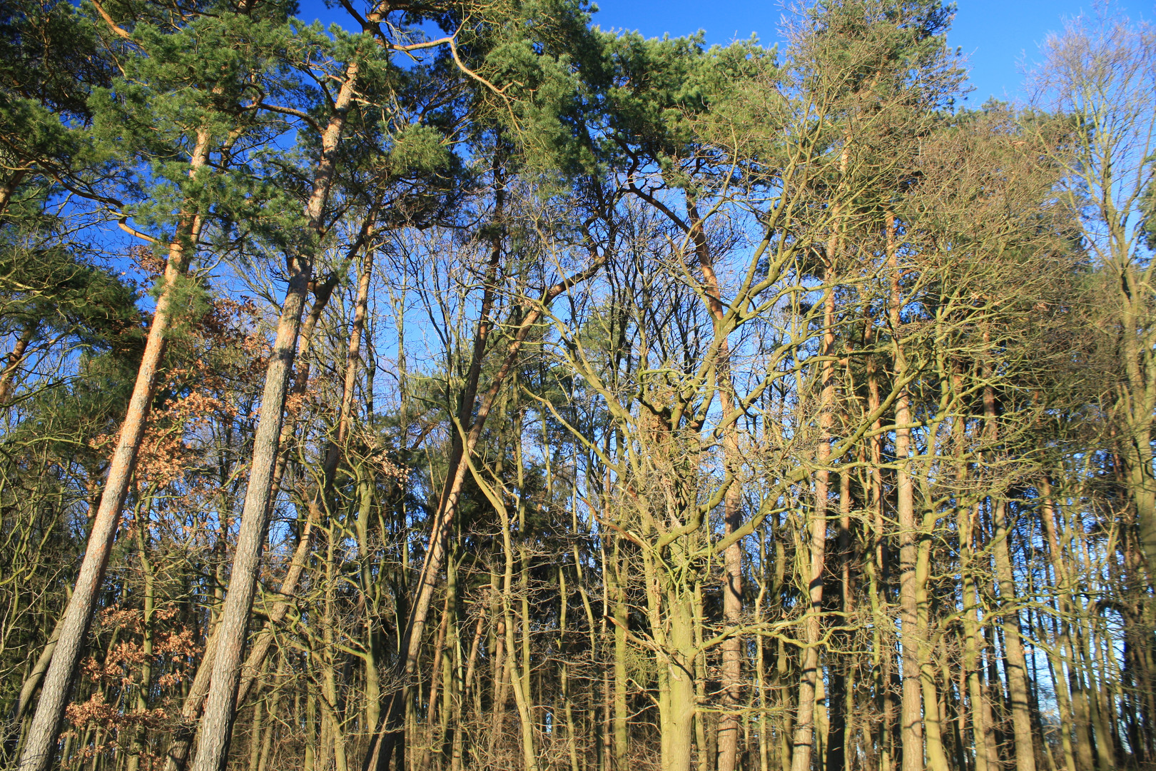 Ich seh den Wald vor lauter Bäumen nicht....