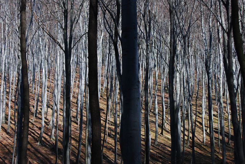 Ich seh den Wald, vor lauter Bäumen nicht ..