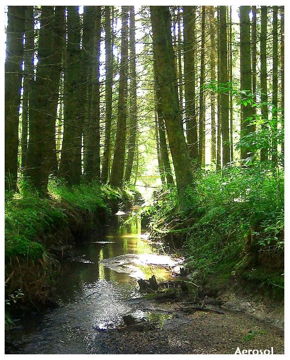 Ich seh den Wald vor lauter Bäumen nicht...