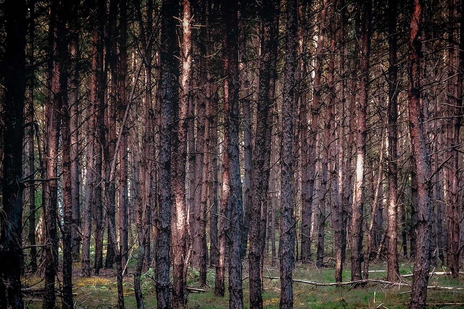 Ich seh den Wald, vor lauter Bäumen nicht.. Foto & Bild stillleben, pflanzen, pilze & flechten