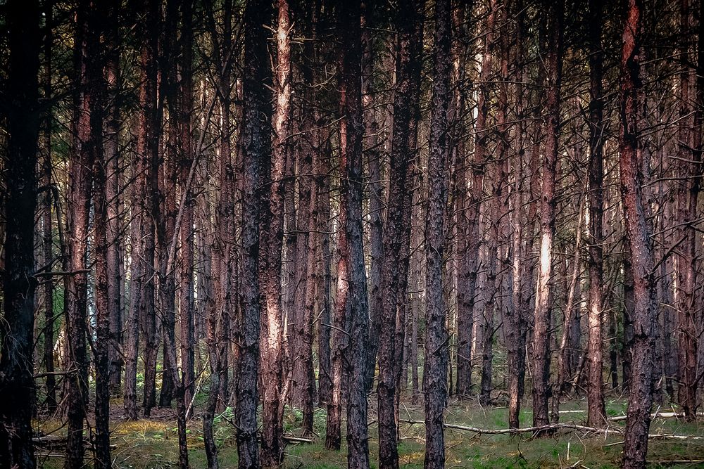 Ich seh den Wald, vor lauter Bäumen nicht.. Foto & Bild stillleben
