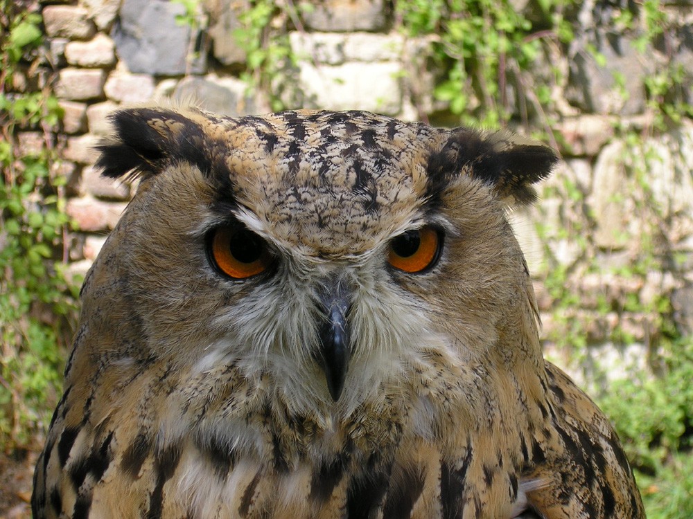 Ich seh' dich - der Blick des Uhu