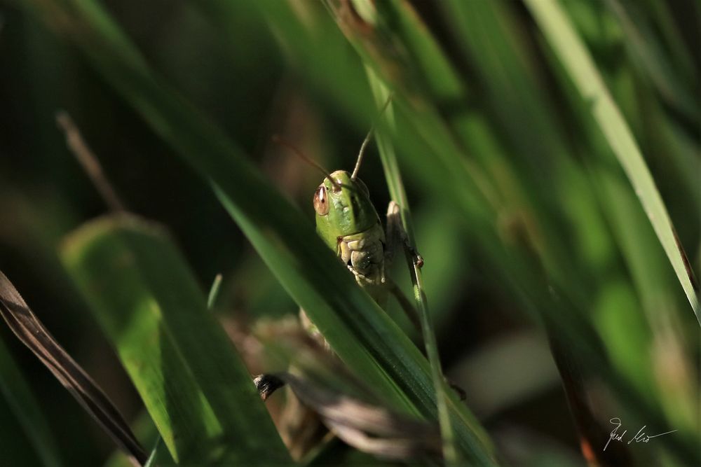 Ich seh Dich  /  I can see you!