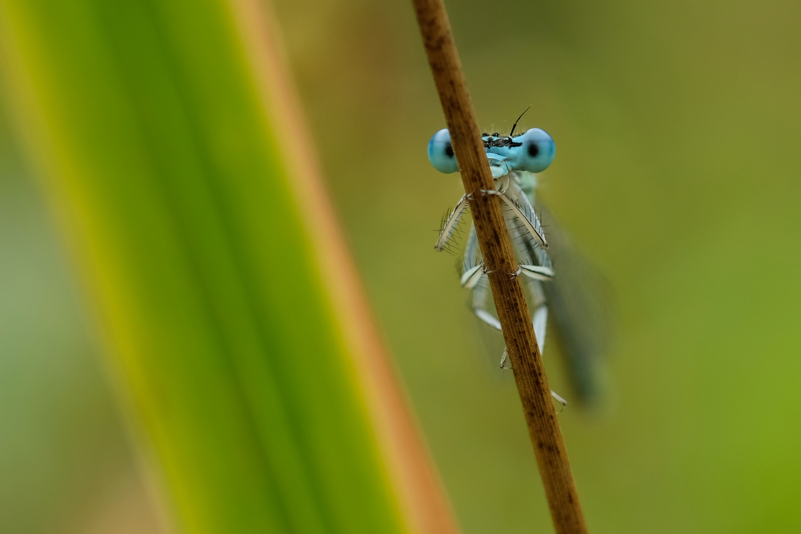 Ich seh dich! Libelle am Teich