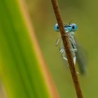 Ich seh dich! Libelle am Teich