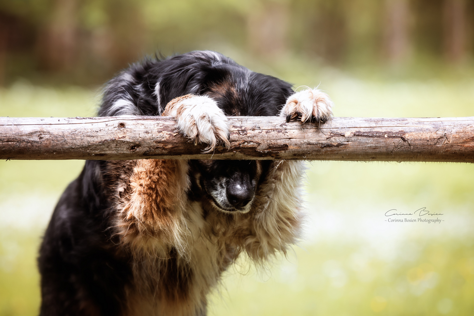 ich seh� dich nicht, Du siehst mich nicht * Foto &amp; Bild hunde, hund