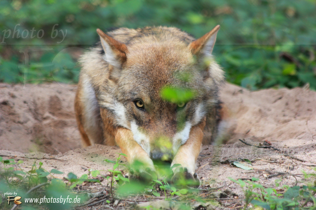 Ich seh Dich, verstecken hat keinen Zweck - Wölfe - Wildpark "Alte Fasanerie" Hanau Klein-Auheim