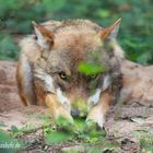 Ich seh Dich, verstecken hat keinen Zweck - Wölfe - Wildpark "Alte Fasanerie" Hanau Klein-Auheim