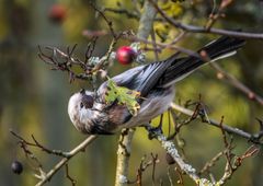 "Ich seh heut alles Verkehrt"