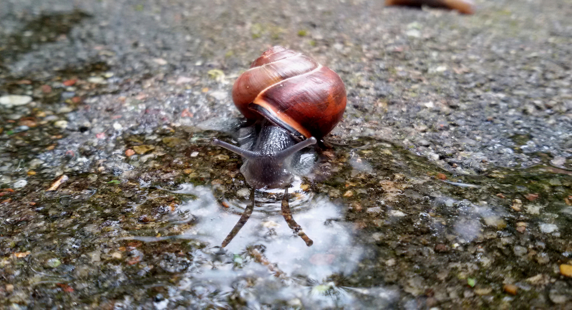 Ich seh mich -  Bänderschnecke trinkt aus einer Pfütze