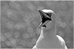 Ich seh schon den Frühling