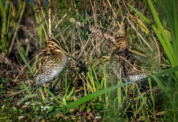 "ICH SEH SCHON DOPPELT - OWEH"