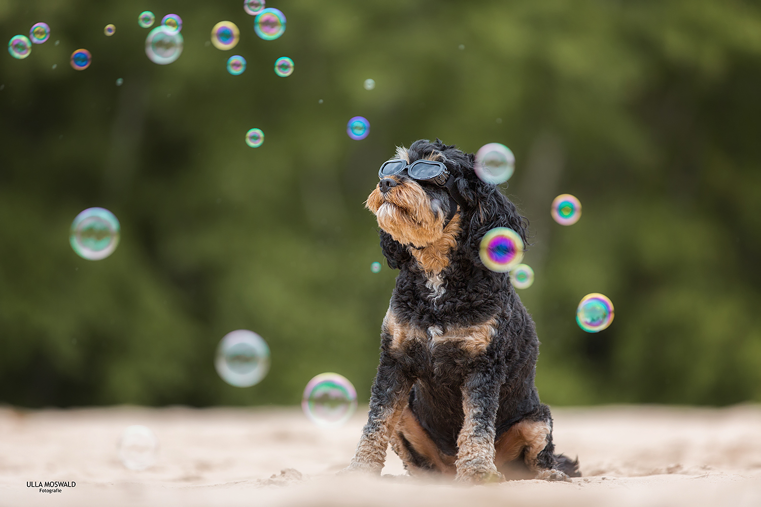 &hellip;ich seh sie kommen&hellip; Foto &amp; Bild outdoor, seifenblasen, hunde