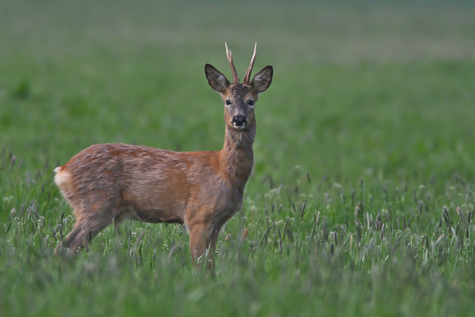 Ich seh´dich ! Rehbock- Capreolus capreolus