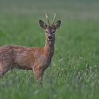 Ich seh´dich ! Rehbock- Capreolus capreolus