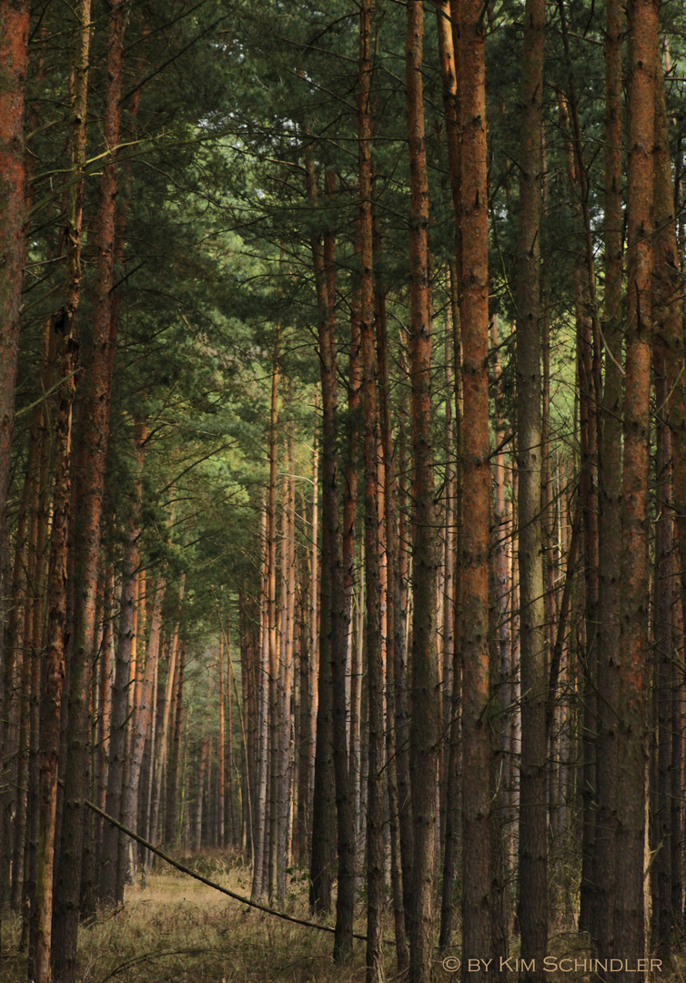 "Ich sehe den Baum vor lauter Wald nicht mehr..."