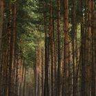 "Ich sehe den Baum vor lauter Wald nicht mehr..."