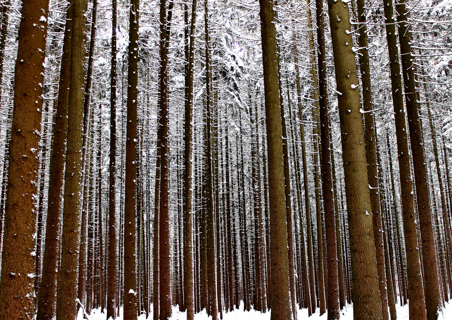 ich sehe den Wald vor Bäumen nicht Foto & Bild jahreszeiten, winter, landschaft Bilder auf